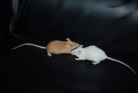 Portée De Quénia X Smoozy <3