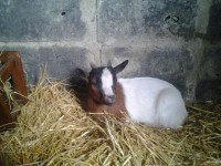 /album/passion-animos/photo0031-jpg/