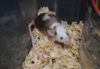 /album/passion-animos/a081-jpg/