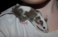 /album/passion-animos/a094-jpg/