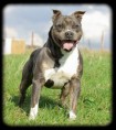/album/photos-de-lamerican-staffordshire-terrier-/fatnovembre081-jpg/