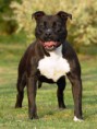 /album/photos-de-lamerican-staffordshire-terrier-/staf-americain5-jpg/