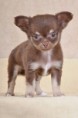 /album/photos-de-chihuahua-3/a10625-jpg/