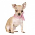 /album/photos-de-chihuahua-3/chihuahua1-jpg/