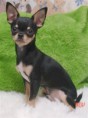/album/photos-de-chihuahua-3/chihuahuaviansbigmacattackmac3-jpg/