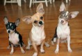 /album/photos-de-chihuahua-3/chihuahuax3chibabiesmaxwell6monthsmil0monthsmatilda-jpg/