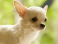 /album/photos-de-chihuahua-3/gorgeous-chihuahua-chihuahuas-16750789-1600-1200-jpg/